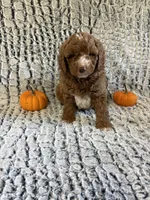 Teddy, a male Miniature Goldendoodle for sale in Middlebury, IN – 3 of 4
