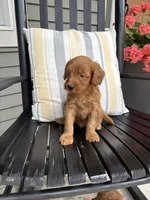 Zane, a male Miniature Goldendoodle for sale in Middlebury, IN – 2 of 3