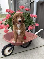 Prince, a male Miniature Goldendoodle for sale in Middlebury, IN – 4 of 8