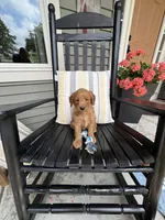 Bentley, a male Miniature Goldendoodle for sale in Middlebury, IN – 1 of 4