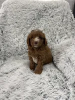 Zeke, a male Miniature Goldendoodle for sale in Middlebury, IN – 6 of 10