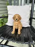 Roxy, a female Miniature Goldendoodle for sale in Middlebury, IN – 2 of 4