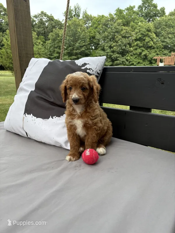 Arlo – Miniature Goldendoodle puppy for sale in Middlebury, IN