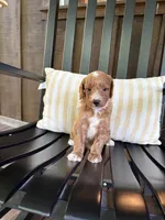 Arlo, a male Miniature Goldendoodle for sale in Middlebury, IN – 3 of 4
