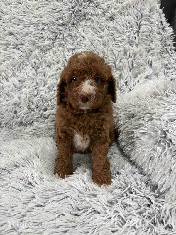 Zeke – Miniature Goldendoodle puppy for sale in Middlebury, IN