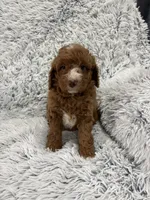 Zeke, a male Miniature Goldendoodle for sale in Middlebury, IN – 1 of 10