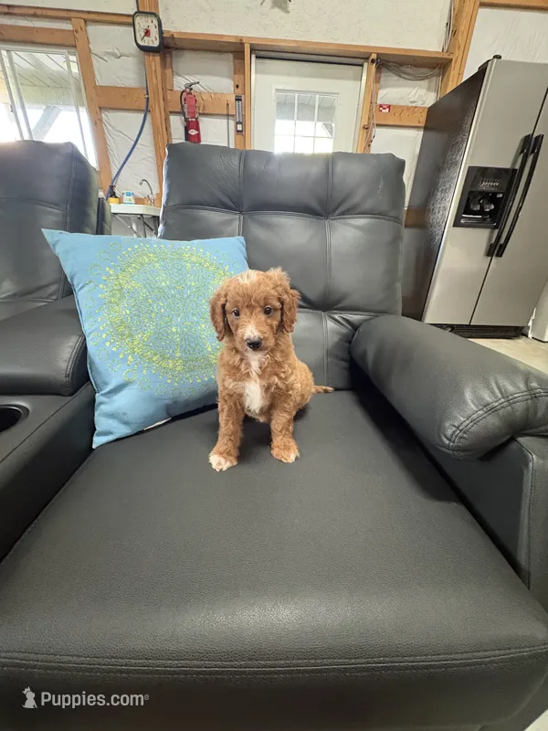 Arlo – Miniature Goldendoodle puppy for sale in Middlebury, IN