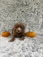 Zeke, a male Miniature Goldendoodle for sale in Middlebury, IN – 9 of 10