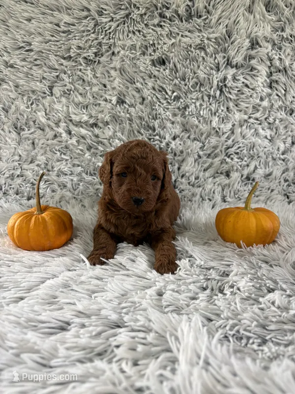 Joy – Miniature Goldendoodle puppy for sale in Middlebury, IN