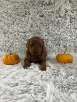 Joy, a female Miniature Goldendoodle for sale in Middlebury, IN – 2 of 4