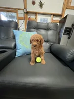 Roxy, a female Miniature Goldendoodle for sale in Middlebury, IN – 3 of 3