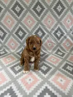 Angel, a female Miniature Goldendoodle for sale in Middlebury, IN – 3 of 5