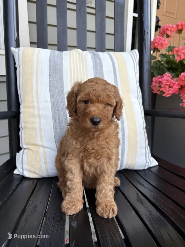 Jett – Miniature Goldendoodle puppy for sale in Middlebury, IN