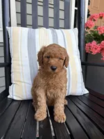 Jett, a male Miniature Goldendoodle for sale in Middlebury, IN – 1 of 3