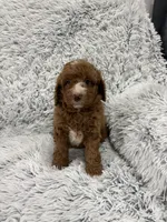 Zeke, a male Miniature Goldendoodle for sale in Middlebury, IN – 2 of 10