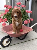 Prince, a male Miniature Goldendoodle for sale in Middlebury, IN – 2 of 8