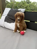Prince, a male Miniature Goldendoodle for sale in Middlebury, IN – 7 of 8