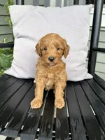 Roxy, a female Miniature Goldendoodle for sale in Middlebury, IN – 3 of 4