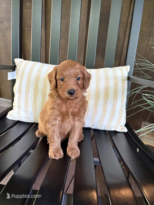 Reed – Miniature Goldendoodle puppy on hold in Middlebury, IN