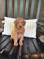 Reed, a male Miniature Goldendoodle for sale in Middlebury, IN – 3 of 5