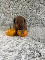 Joy, a female Miniature Goldendoodle for sale in Middlebury, IN – 3 of 4