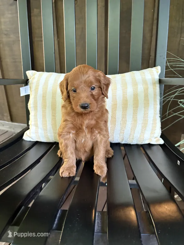 Reed – Miniature Goldendoodle puppy for sale in Middlebury, IN