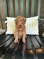 Reed, a male Miniature Goldendoodle for sale in Middlebury, IN – 1 of 5