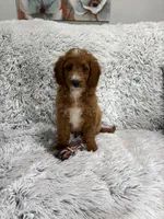 Prince, a male Miniature Goldendoodle for sale in Middlebury, IN – 2 of 9