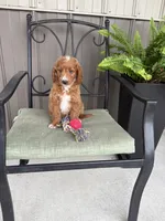 Prince, a male Miniature Goldendoodle for sale in Middlebury, IN – 8 of 8