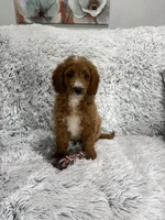 Prince, a male Miniature Goldendoodle for sale in Middlebury, IN – 3 of 9