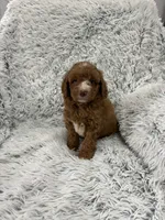Zeke, a male Miniature Goldendoodle for sale in Middlebury, IN – 5 of 10