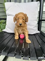 Zane, a male Miniature Goldendoodle for sale in Middlebury, IN – 3 of 3