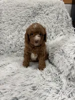 Zeke, a male Miniature Goldendoodle for sale in Middlebury, IN – 7 of 10