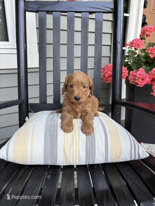 Finn – Miniature Goldendoodle puppy for sale in Middlebury, IN