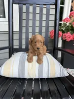 Finn, a male Miniature Goldendoodle for sale in Middlebury, IN – 2 of 3