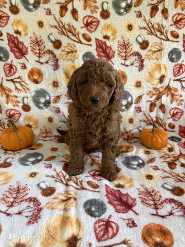 Joy – Miniature Goldendoodle puppy for sale in Middlebury, IN