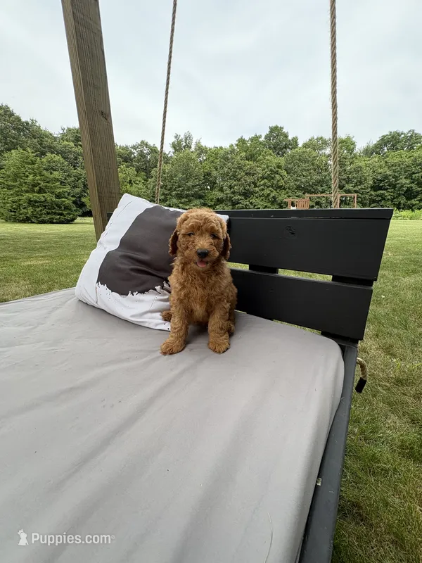 Jett – Miniature Goldendoodle puppy for sale in Middlebury, IN