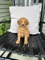 Roxy, a female Miniature Goldendoodle for sale in Middlebury, IN – 4 of 4