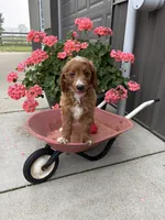 Prince, a male Miniature Goldendoodle for sale in Middlebury, IN – 5 of 8