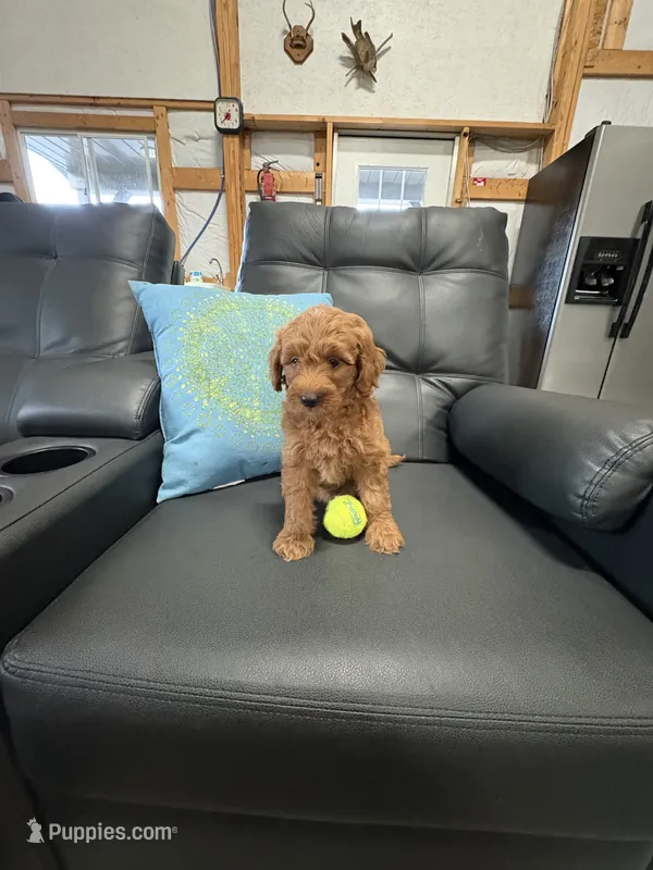 Roxy – Miniature Goldendoodle puppy for sale in Middlebury, IN