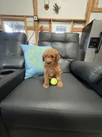 Roxy, a female Miniature Goldendoodle for sale in Middlebury, IN – 1 of 3