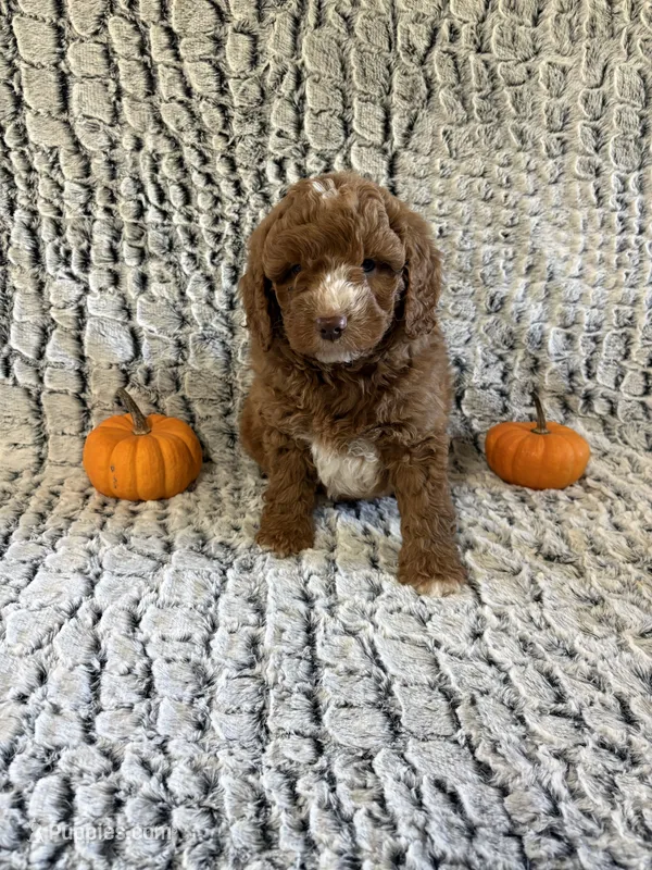 Zeke – Miniature Goldendoodle puppy for sale in Middlebury, IN