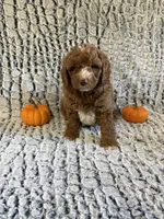 Teddy, a male Miniature Goldendoodle for sale in Middlebury, IN – 1 of 4