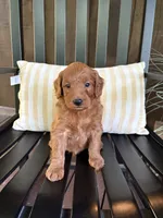 Reed, a male Miniature Goldendoodle for sale in Middlebury, IN – 5 of 5