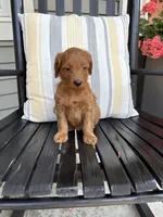 Lexi, a female Miniature Goldendoodle for sale in Middlebury, IN – 3 of 3