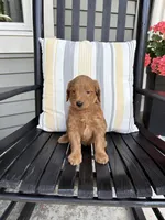 Finn, a male Miniature Goldendoodle for sale in Middlebury, IN – 3 of 3