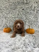 Zeke, a male Miniature Goldendoodle for sale in Middlebury, IN – 3 of 10