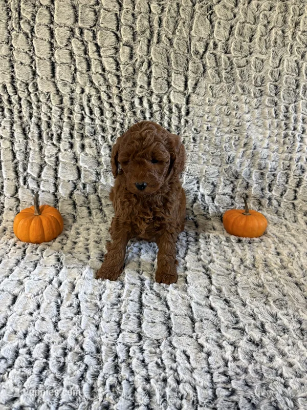 Joy – Miniature Goldendoodle puppy for sale in Middlebury, IN