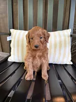Reed, a male Miniature Goldendoodle for sale in Middlebury, IN – 4 of 5