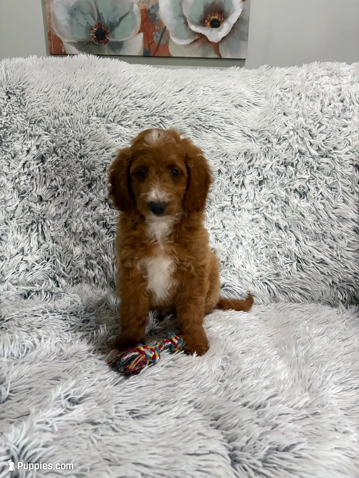 Prince, a male Miniature Goldendoodle for sale in Middlebury, IN – 1 of 9